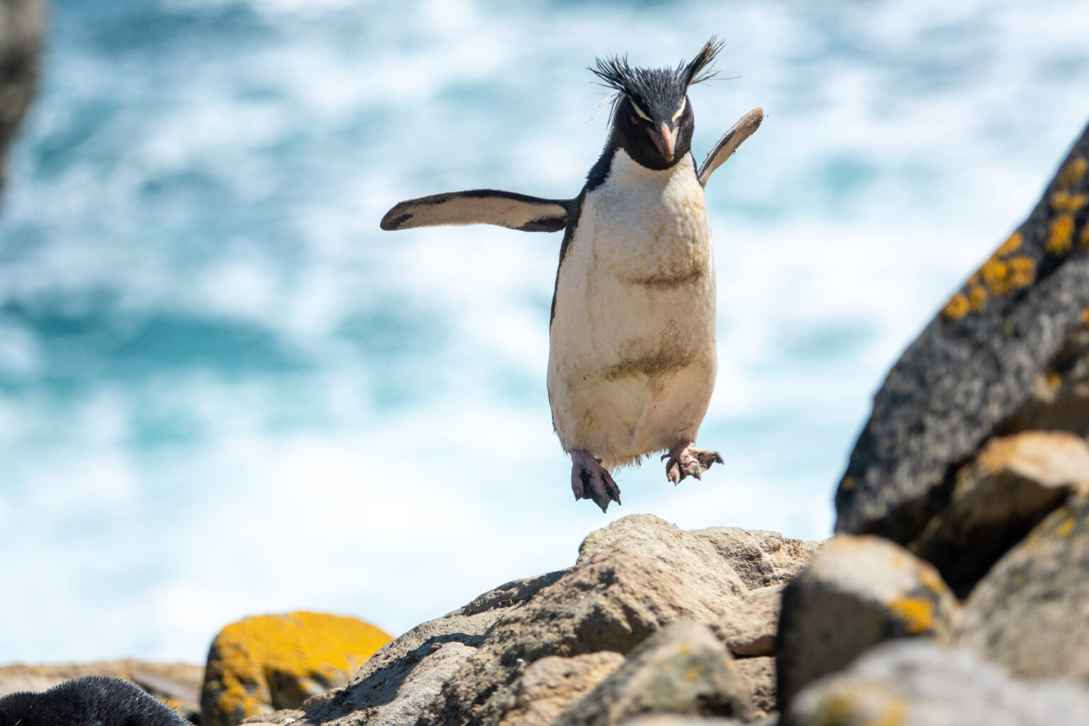 Thomas Tischler Reisen Antarktis Pinguin