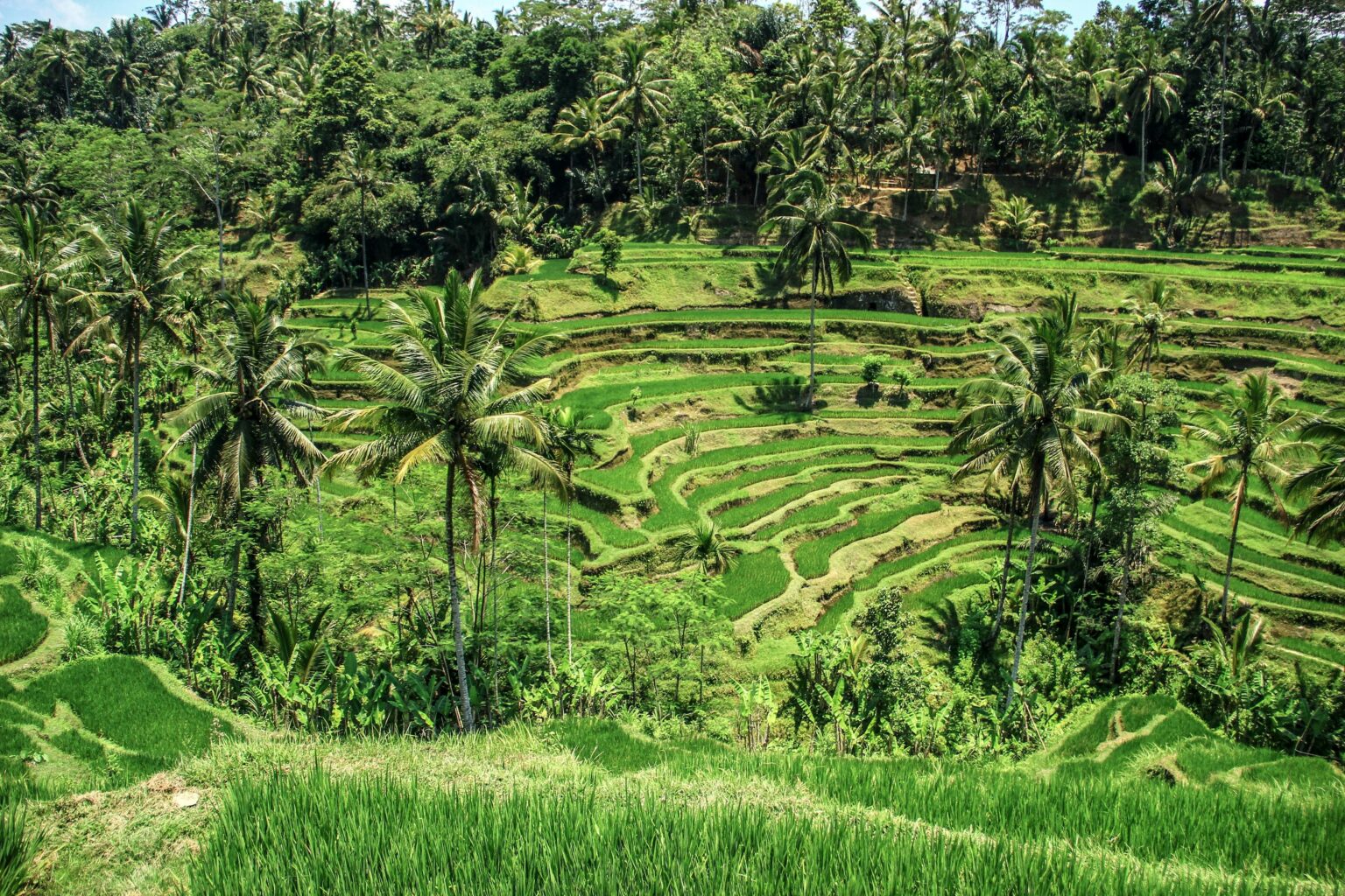 Thomas Tischler Reisen Bali Feld