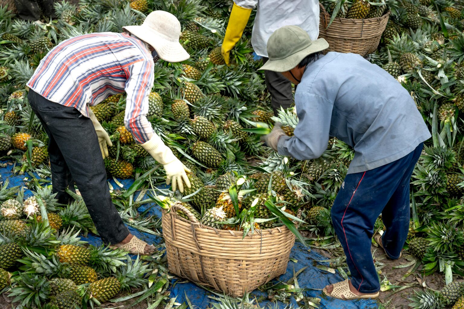 Thomas Tischler Reisen Costa rica Ananas