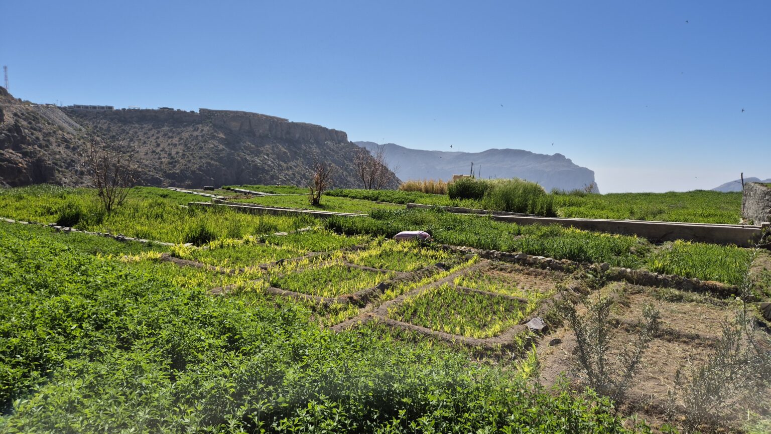 Thomas Tischler Reisen Oman Feld