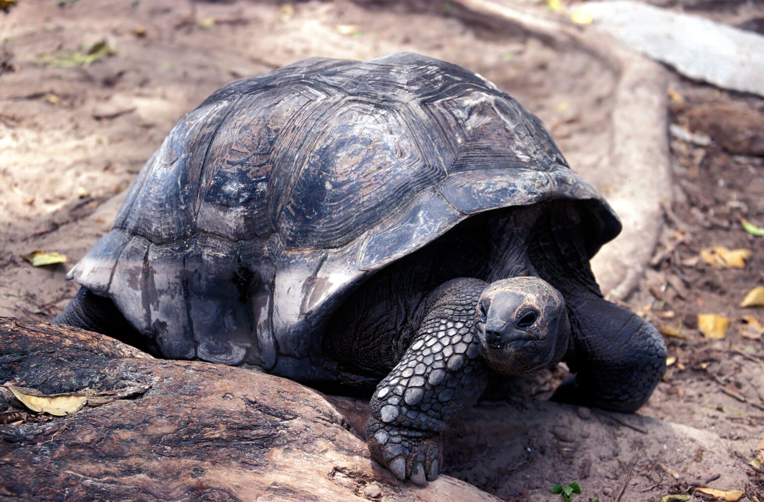 Thomas Tischler Reisen Seychellen Schildkroete