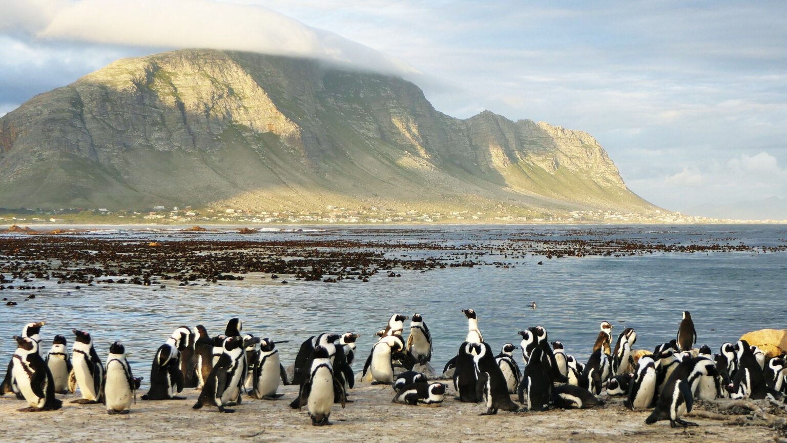 Thomas Tischler Reisen Suedafrika Pinguine