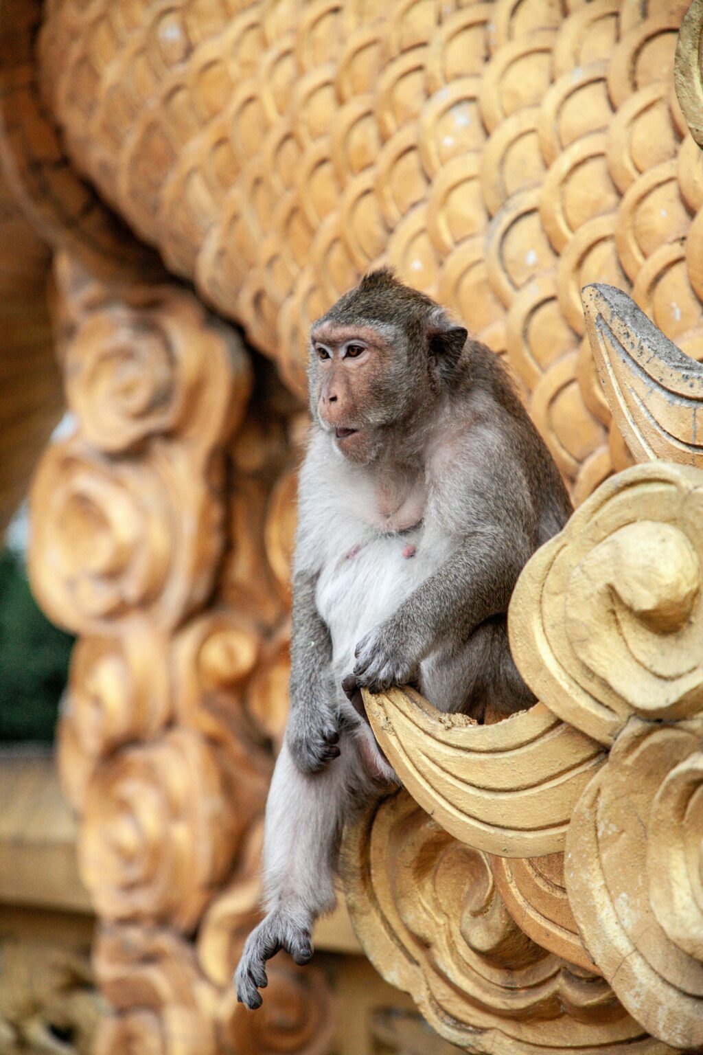Thomas Tischler Reisen Thailand Affe
