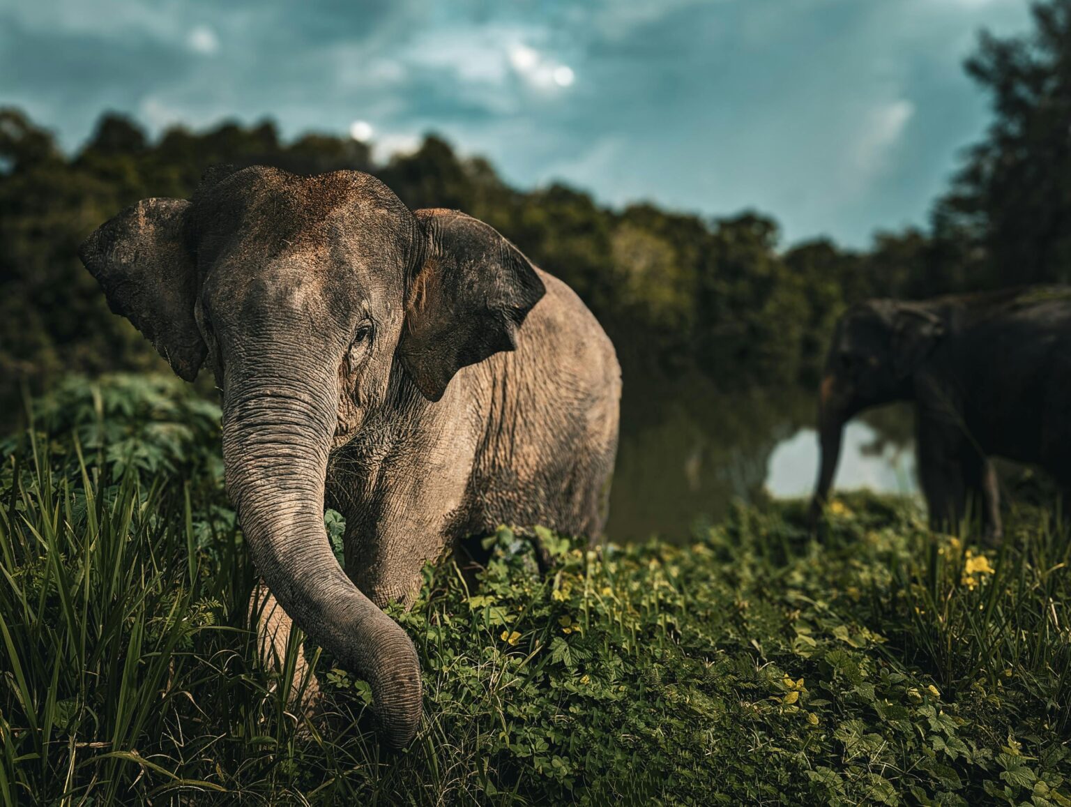 Thomas Tischler Reisen Thailand Elefant